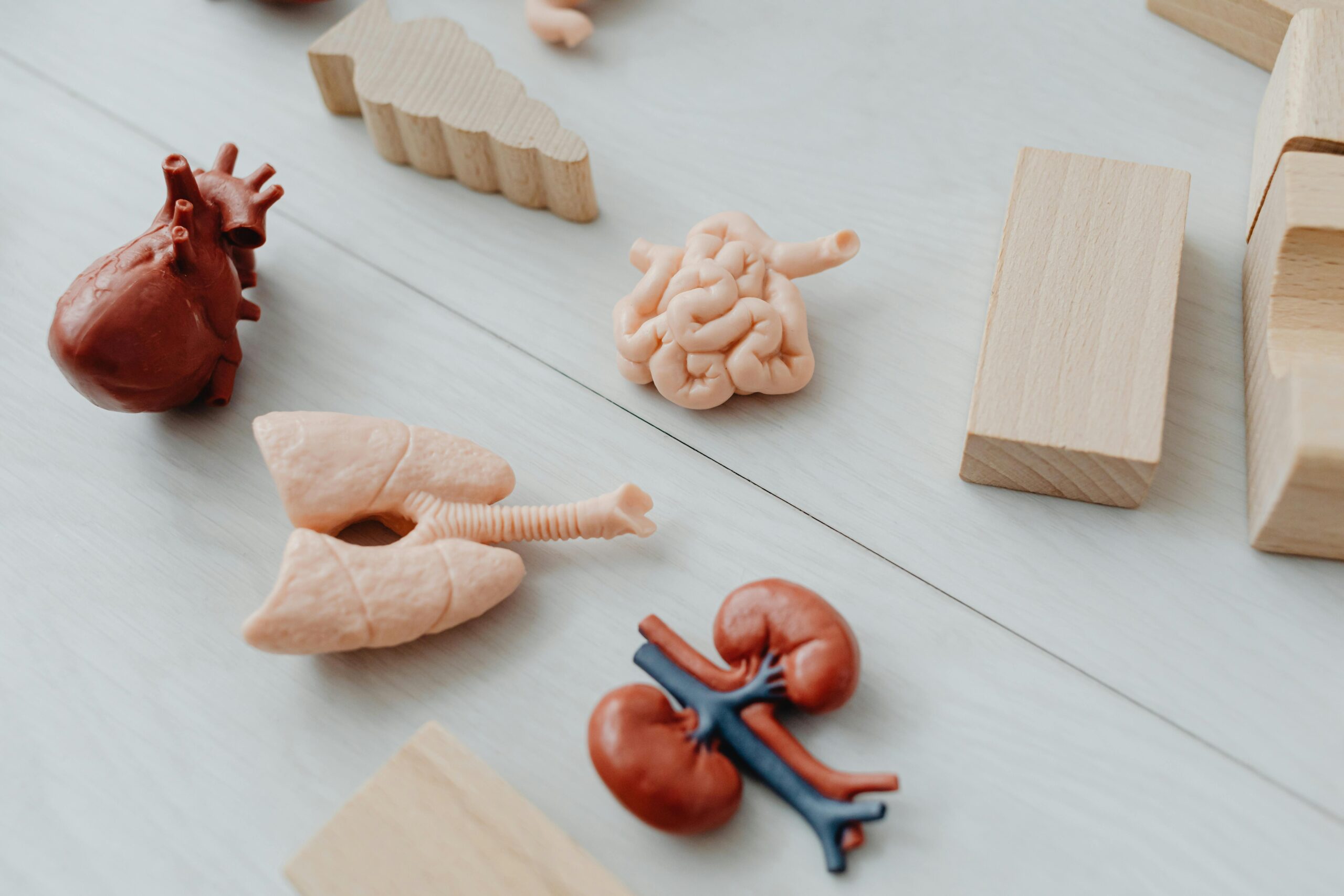 Home Close-up of anatomical organ models with wooden blocks, ideal for learning.